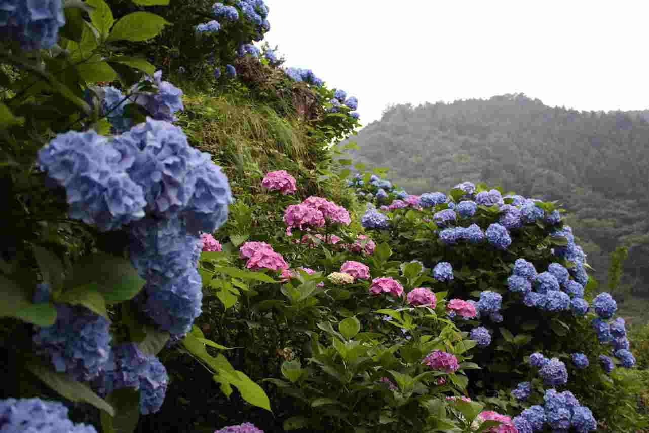 201804 和田の里　あじさい山１(リサイズ）.jpg